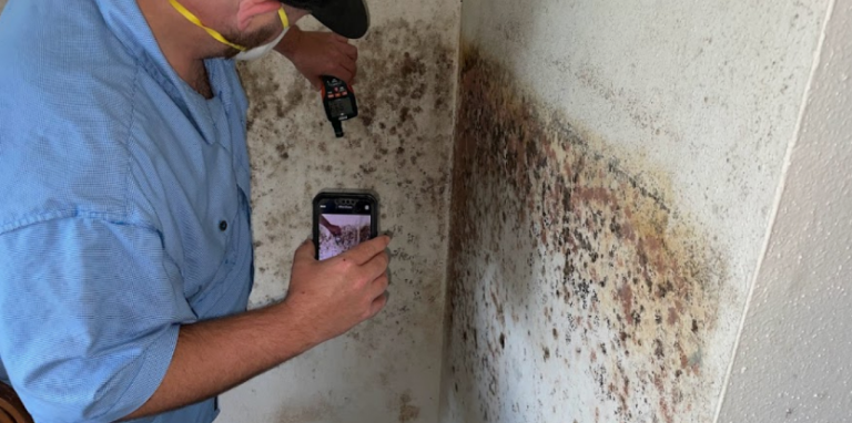 Mold Inspection