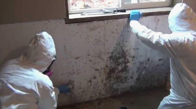 Mold Remediation